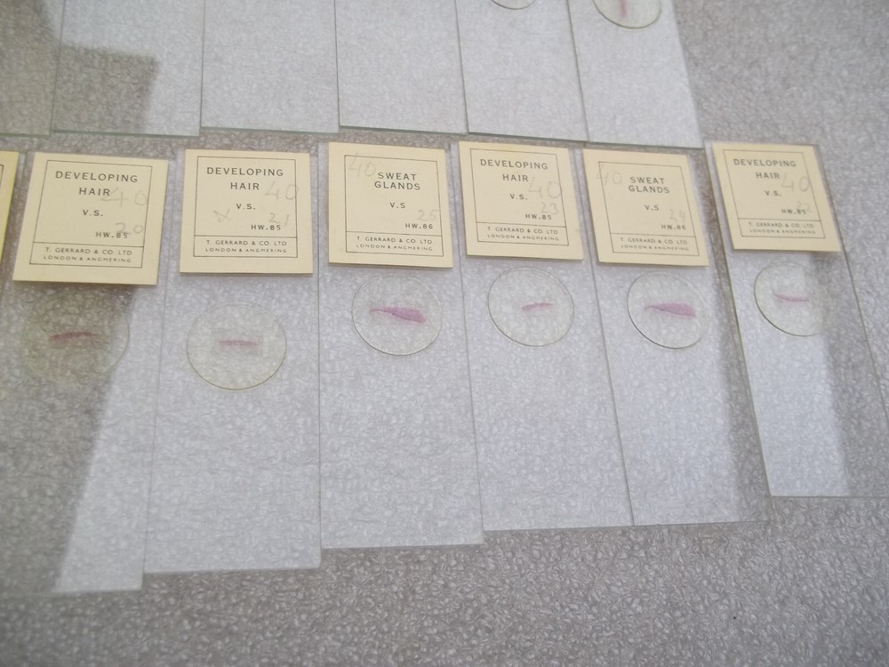 Vintage Glass Microscope Slides -