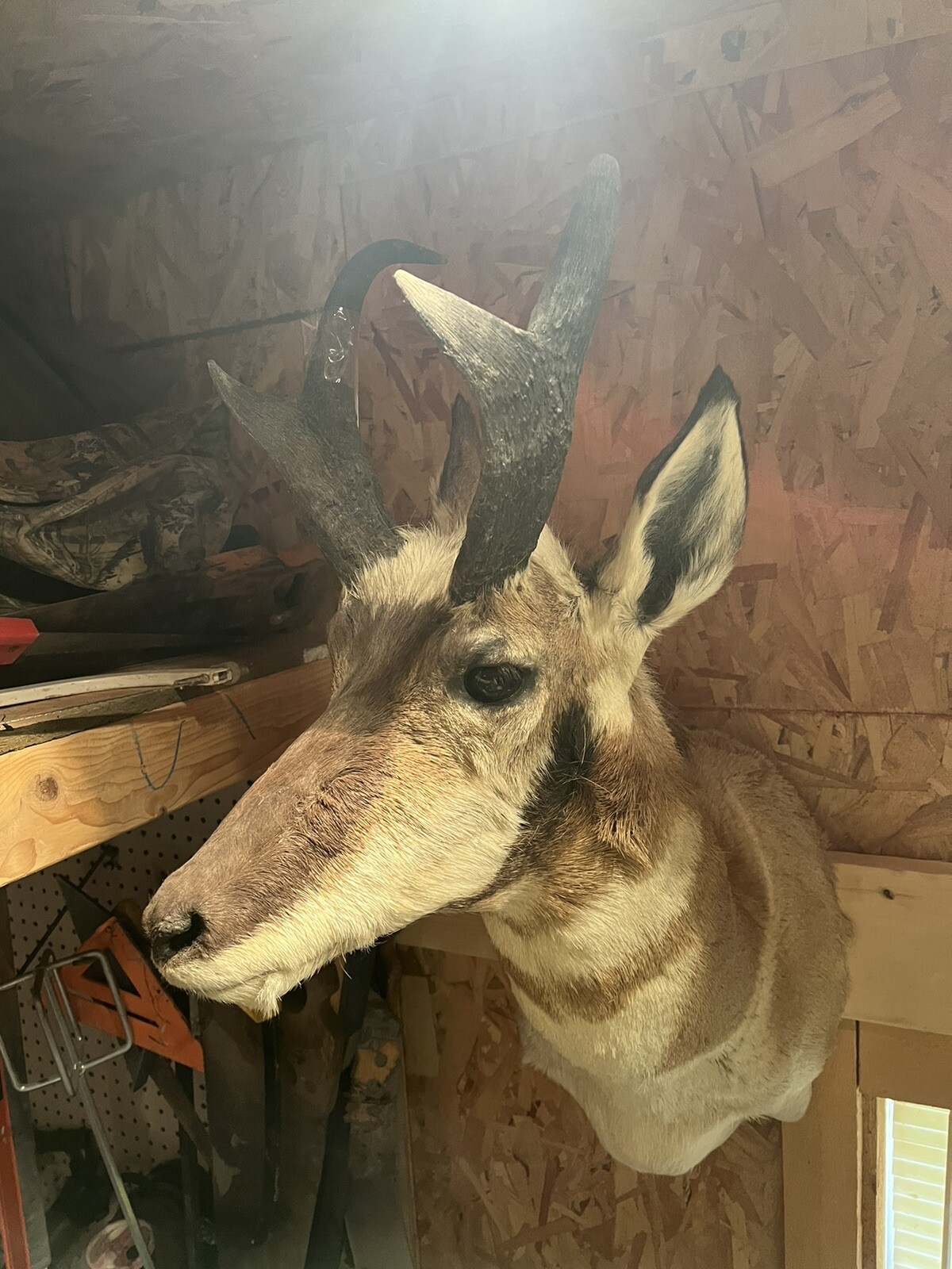 pronhorn antelope taxidermy shoulder mount