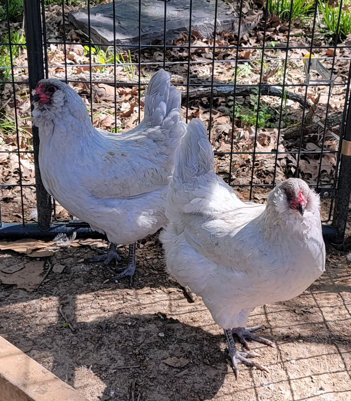 6 Fertile Lavender Ameraucana Hatching Eggs NPIP Certified