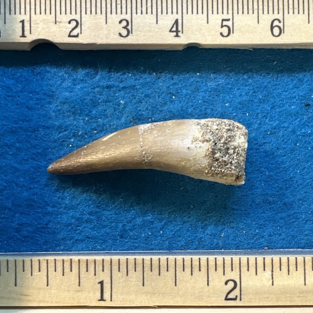 Plesiosaur Extinct Dinosaur Age Tooth Fossil in Display Case