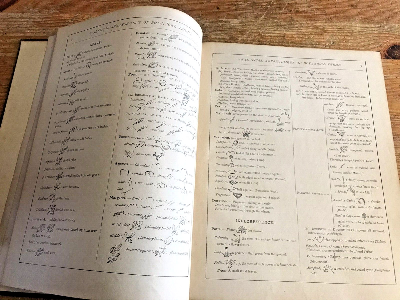 Antique Botanical Scrapbook 1889 Apgar's Analysis Pressed Plant Specimens Book