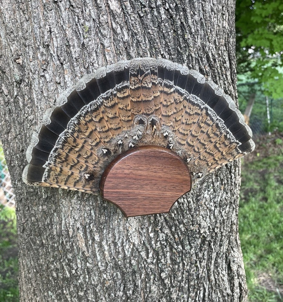 Grouse Tail Fan Plaque, Walnut