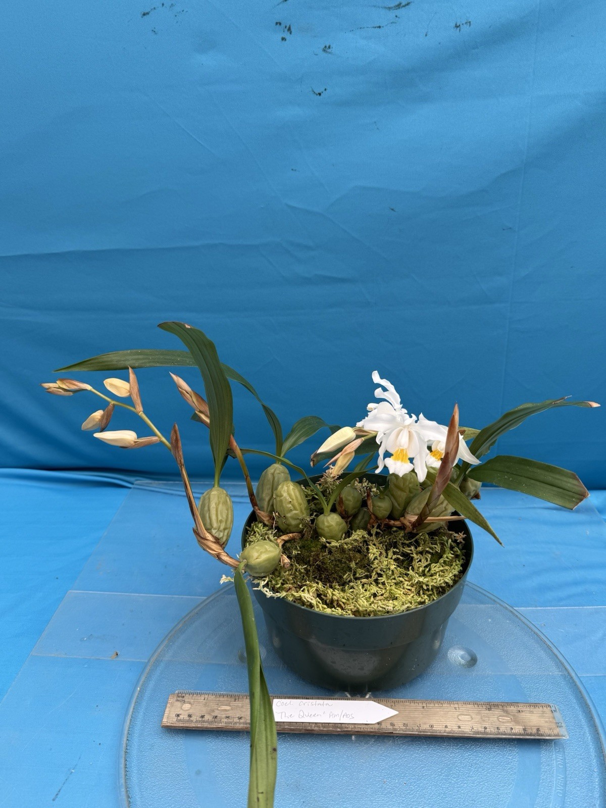 Coelogyne cristata ‘The Queen’ AM/AOS BS White Yellow Orchid Species 6” Pot