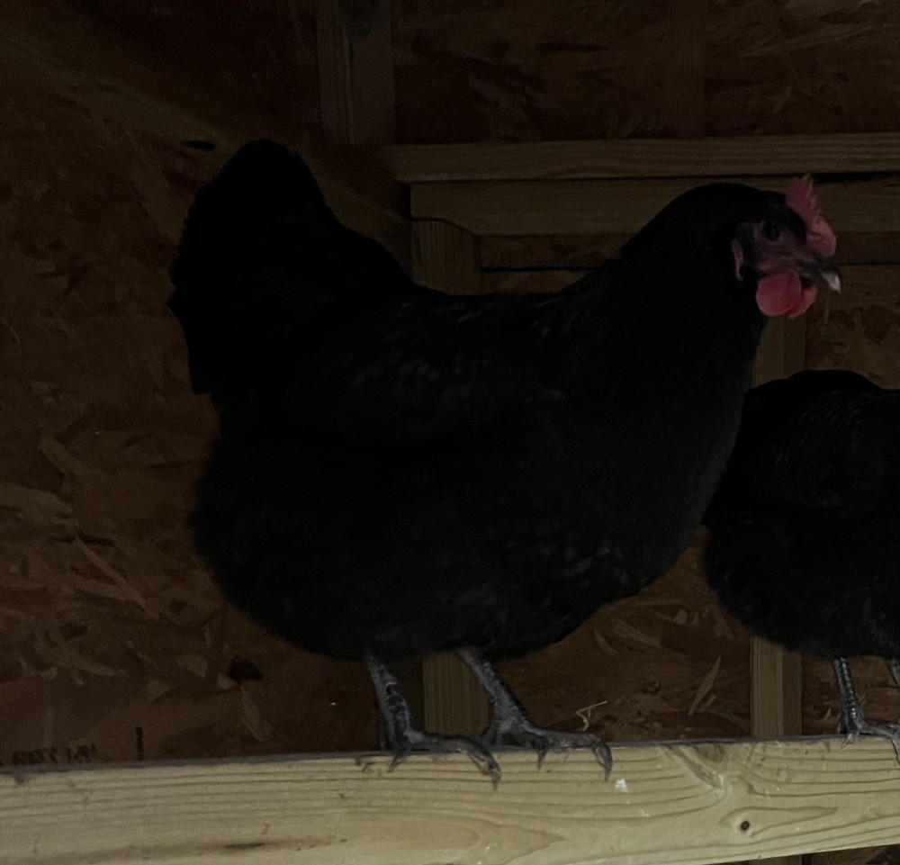 15 Black Australorp hatching eggs-pure bred-hatch now for Fall Laying Hens!