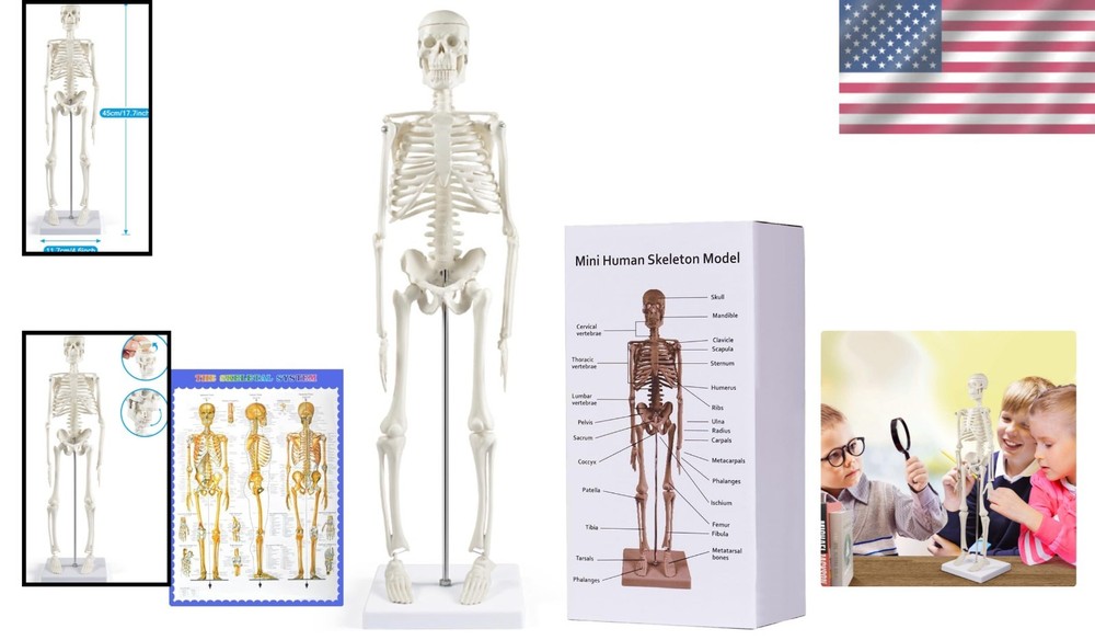 Compact 17.7” Mini Human Skeleton Model - Perfect for Study Decor & Learning