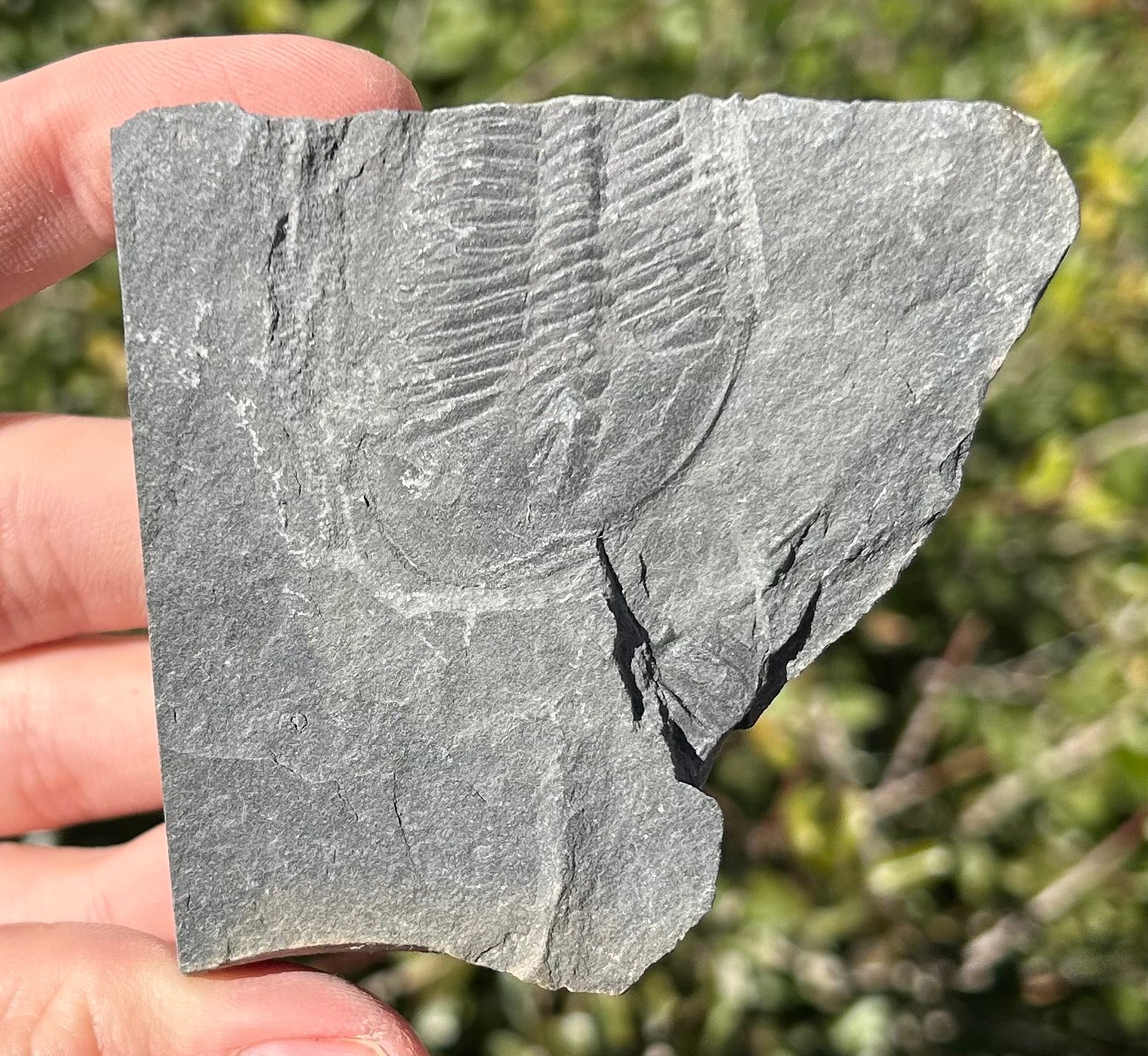 Washington Fossil Trilobite Ogygopsis Metaline Formation Cambrian Bug in Matrix