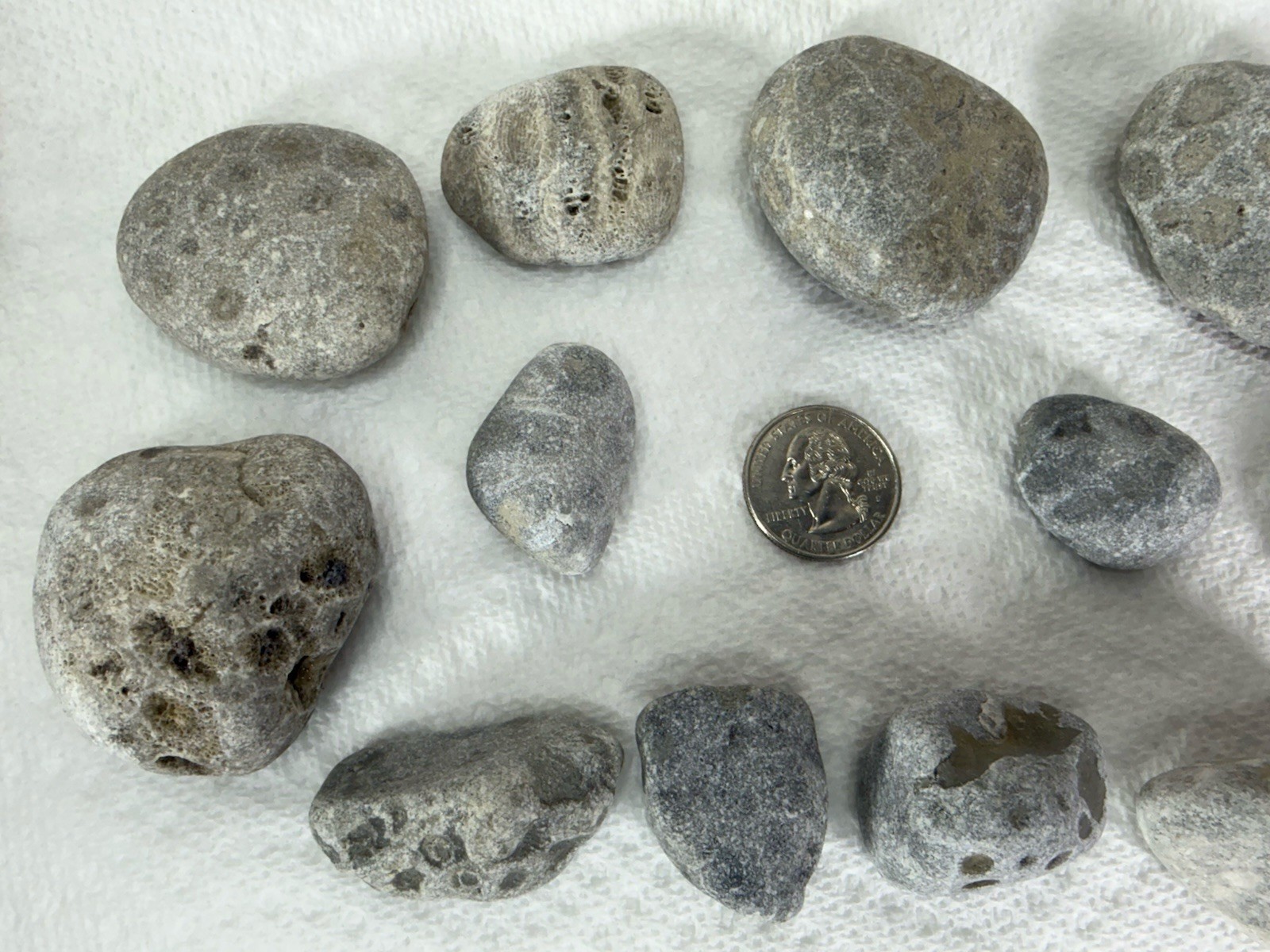 Lot 12 Petoskey Stones Unpolished 1 Lb Lake Michigan Coral Fossil Craft Jewelry