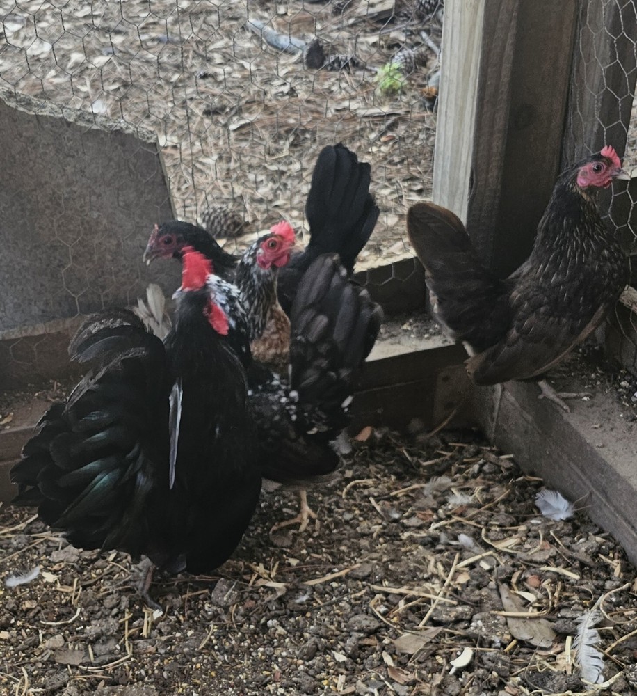 20 Serama Chicken Hatching Eggs