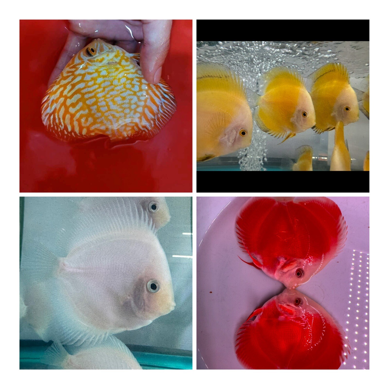 Pack of 4 Discus Fish 3.75" - 4" - Live Fish Aquarium Overnight Shipping