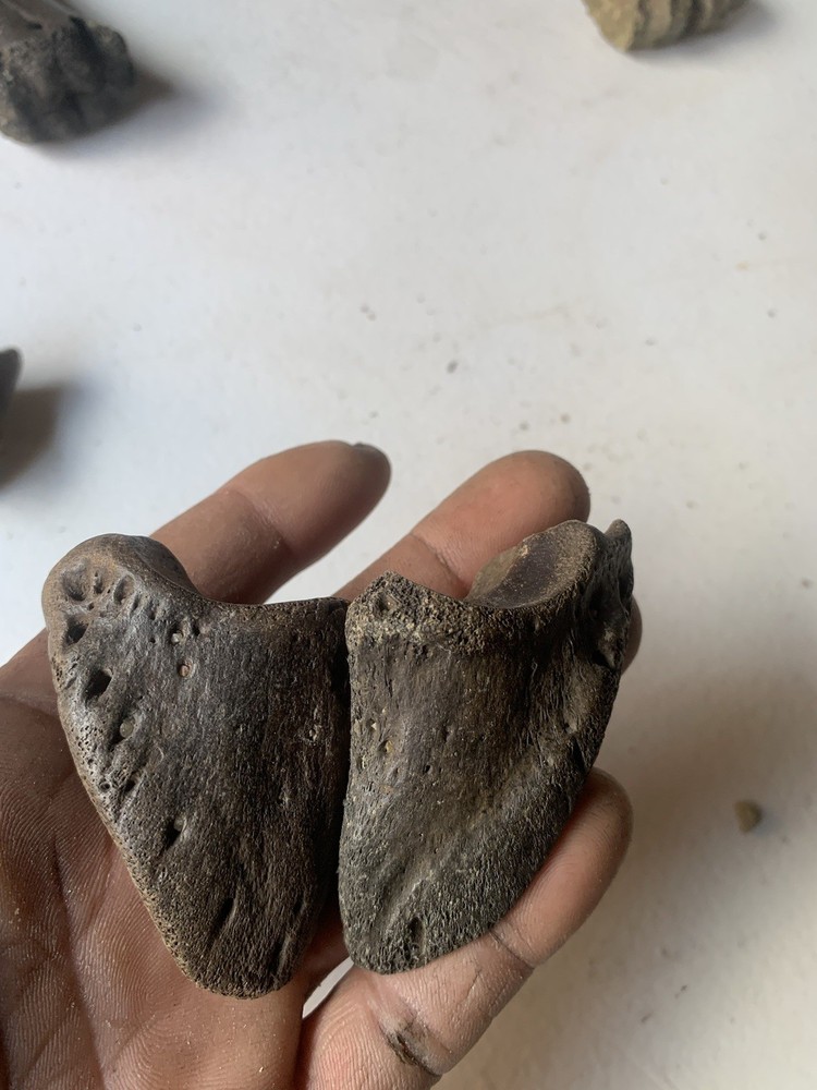 Fossilized Bison Bones