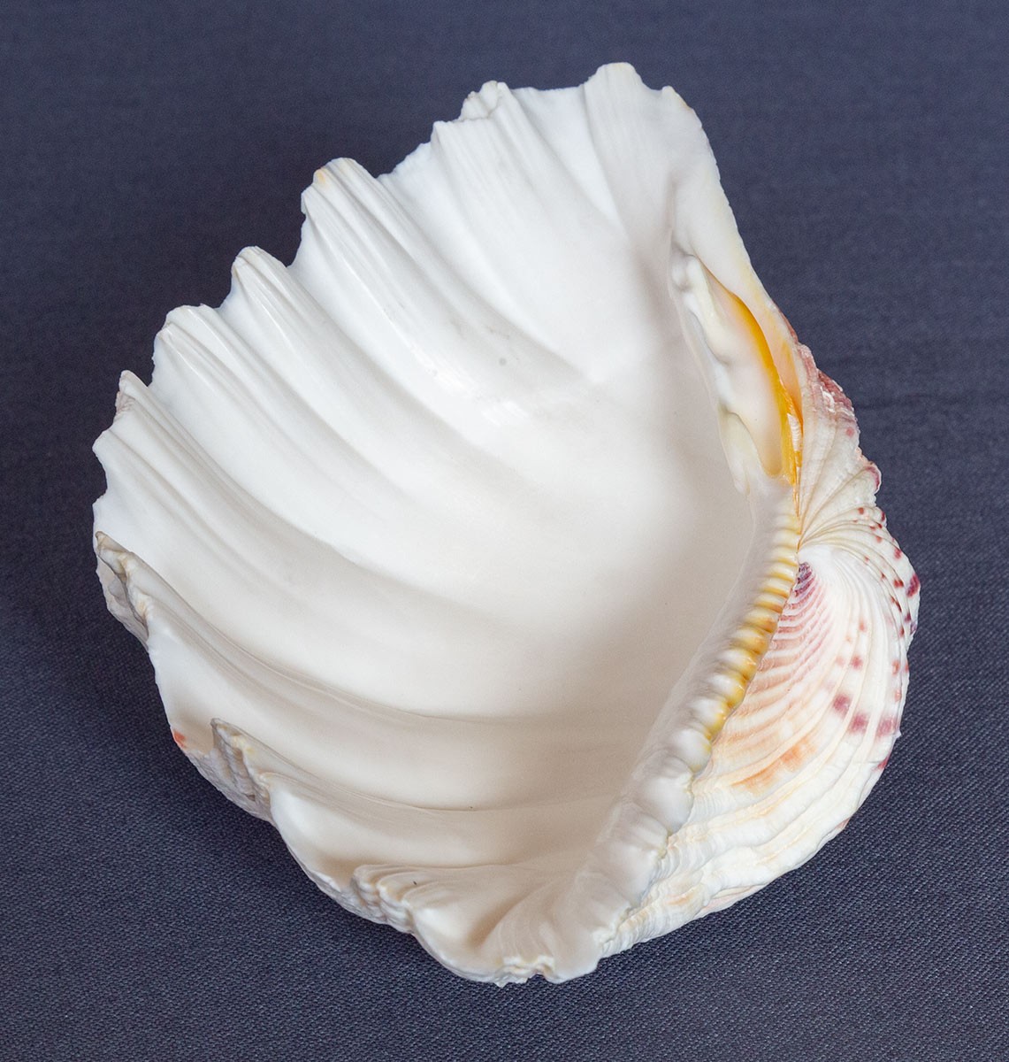 TRIDACNA GIGAS Clam Shell HALF 6" x 4" BEAR PAW Nice Marking