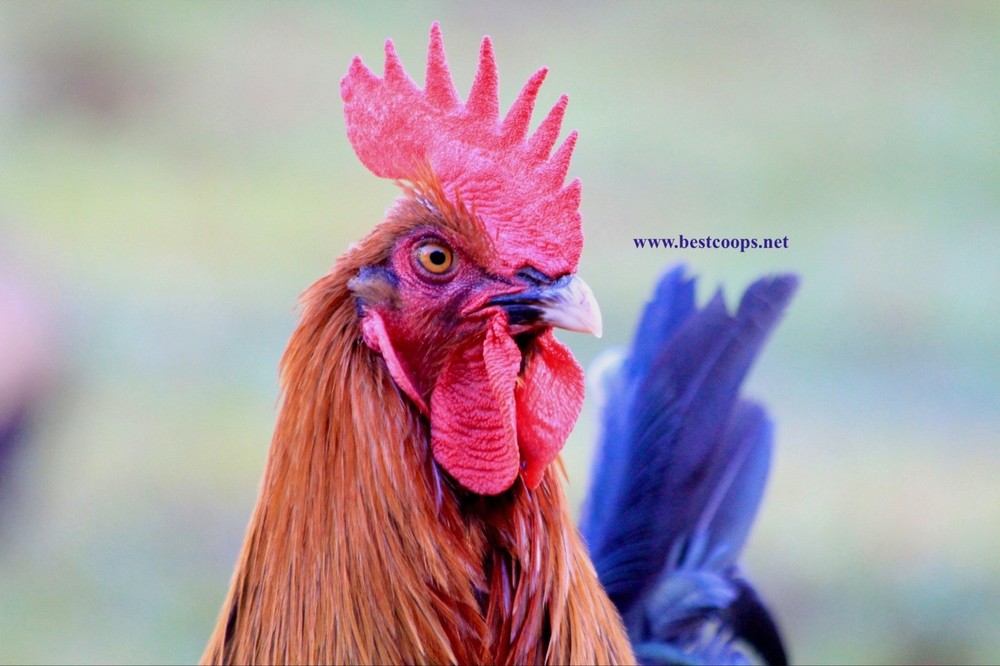 12+ Fertile Black Copper Marans Chicken Hatching Eggs
