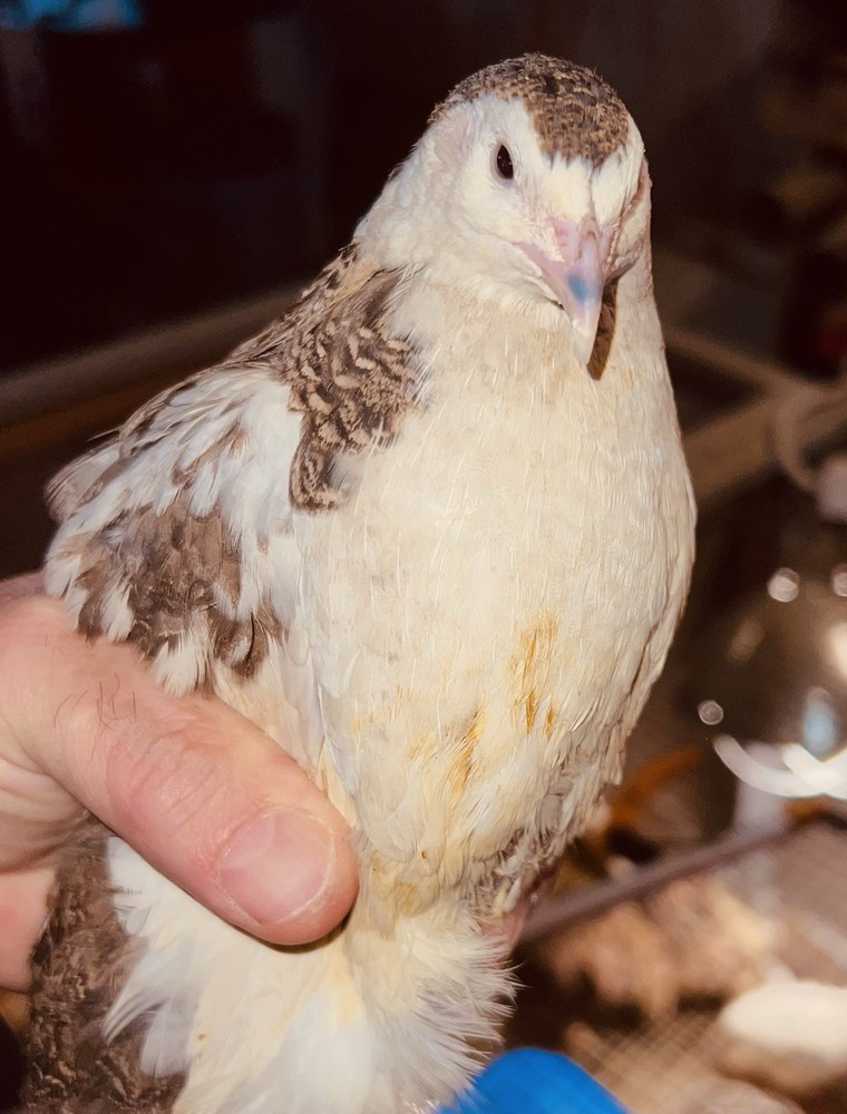 42 + 6 Extra Hatching Coturnix Jumbo Quail
