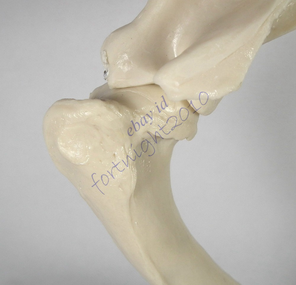 RS canine dog shoulder joint model veterinary anatomy display study teaching