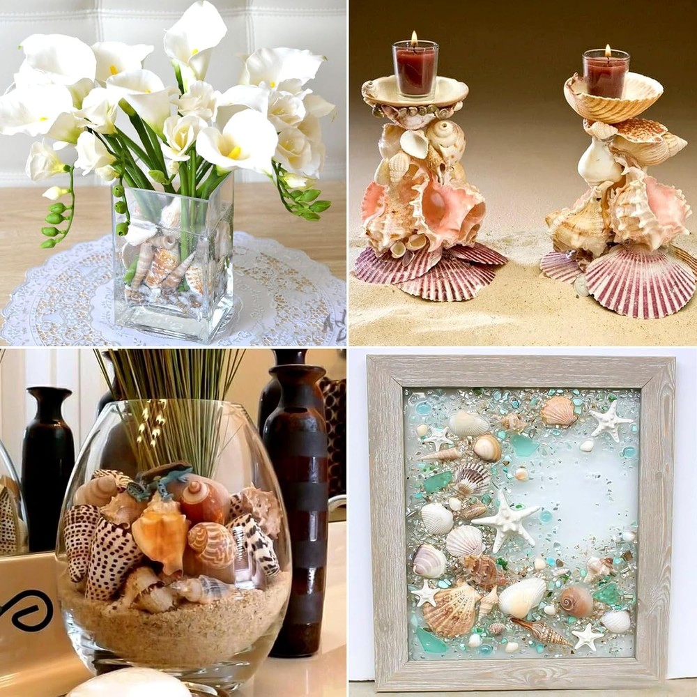 Natural Sea Shell Mixed Ocean Shells Set - 0.8"-2.5" Various Sizes Seashell Conc
