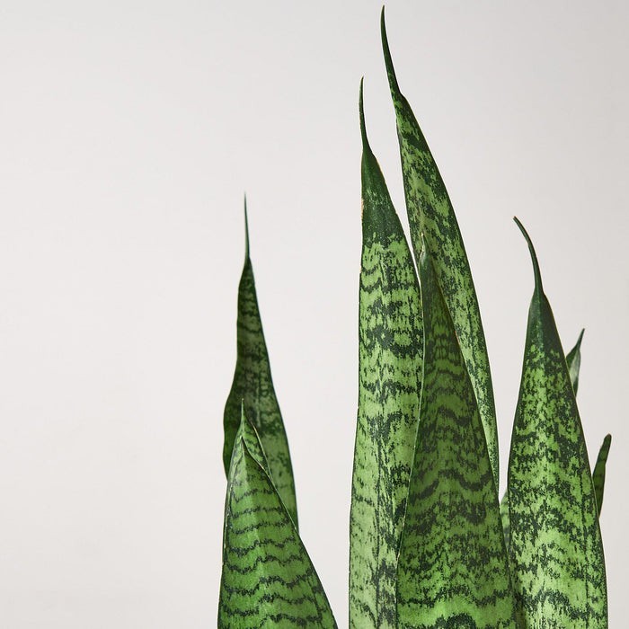 Snake Plant 'Zeylanica' 3" Pot