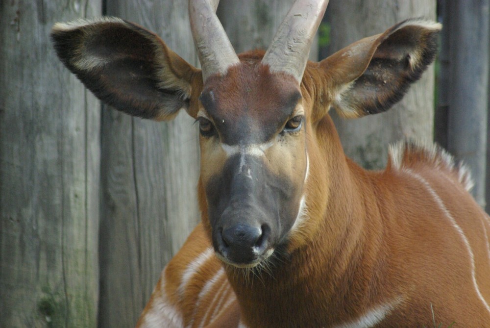 Bongo Taxidermy Reference Photo Cd