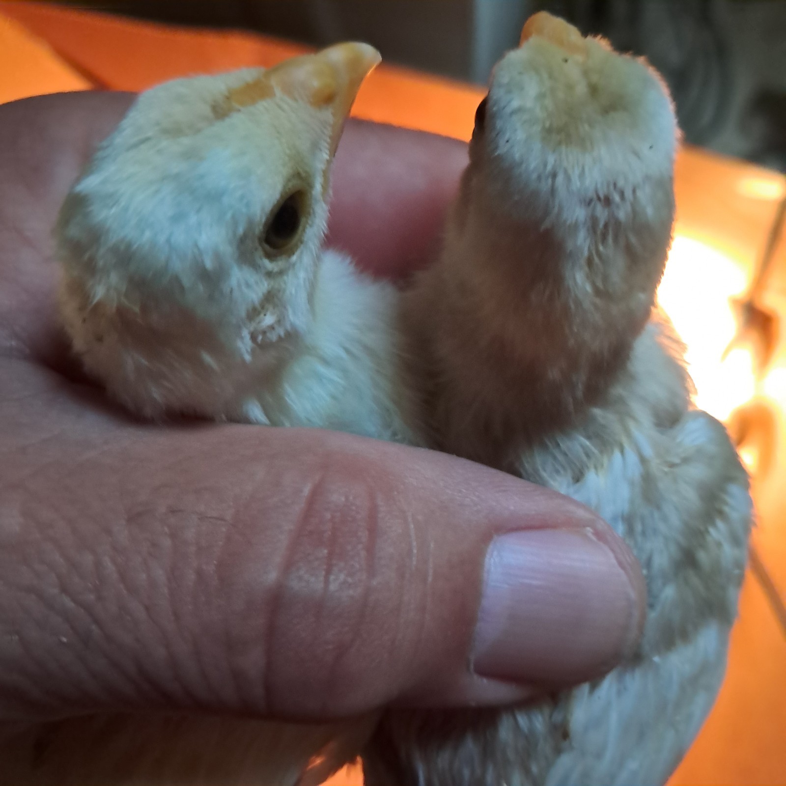 Rare Koshamo hatching eggs 6+