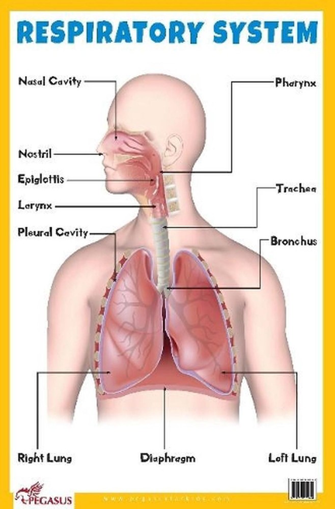 Respiratory System Educational Chart by Pegasus