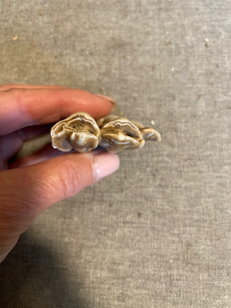 ice age horse tooth