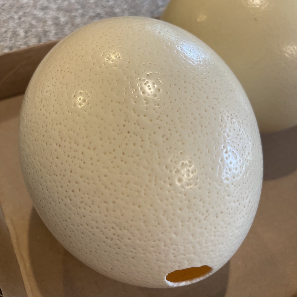 3 Large Ostrich Eggshells 100% Natural Premium Quality