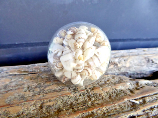 SEASHELL Sea Shell Clear Glass Decorative Drawer Pull Knob Beach Nautical Decor