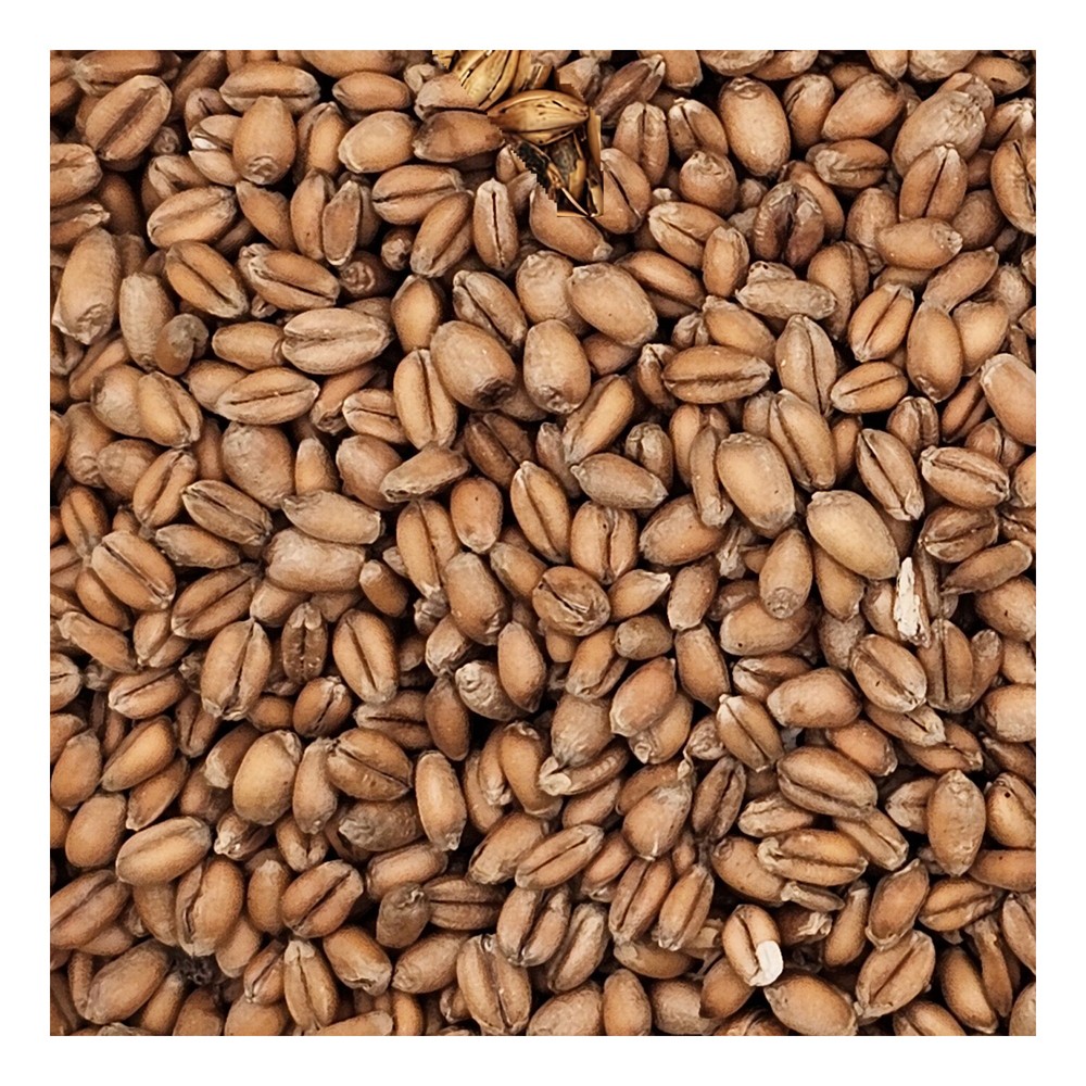 Home Brew Ohio Torrified Red Wheat Grain 5lb