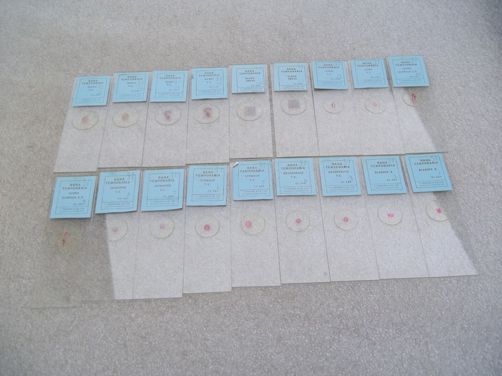 Vintage Glass Microscope Slides -