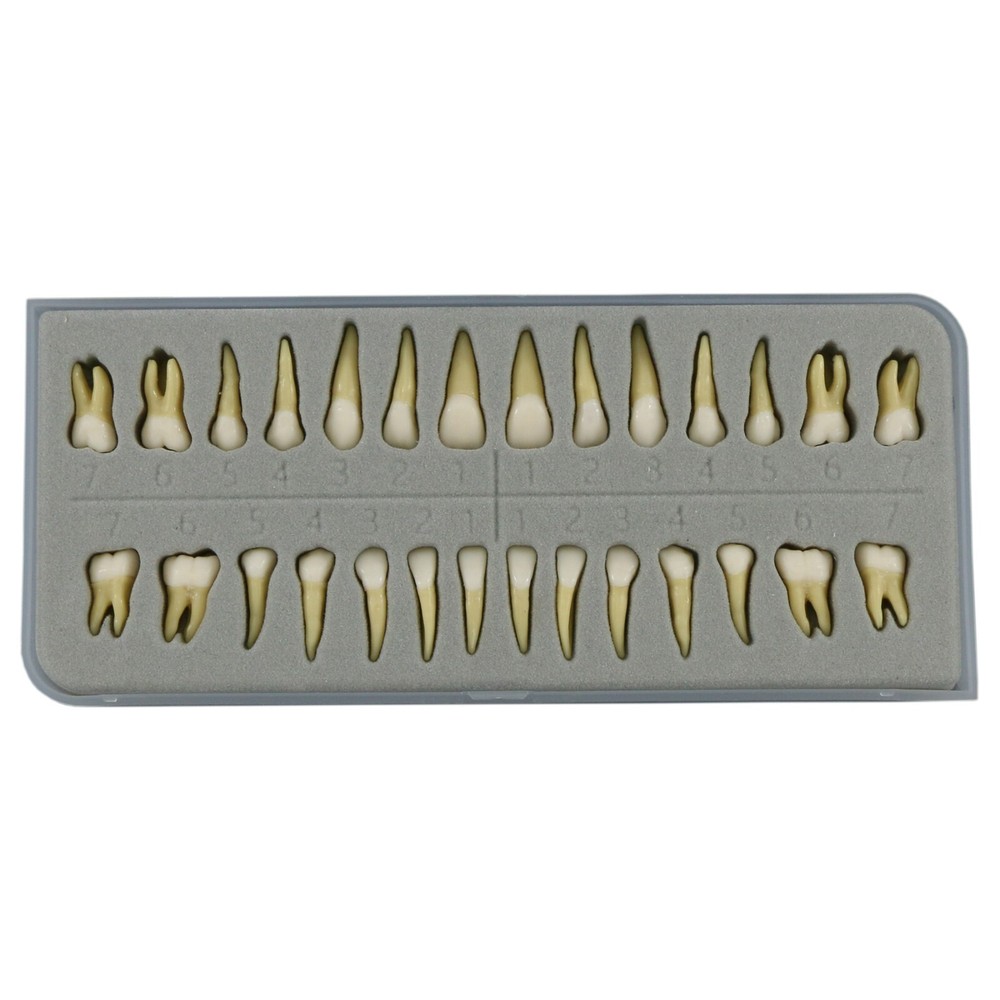 28Pcs Dental 1:1 Permanent Teeth Demonstration Teach Study Typodonts Model M7021
