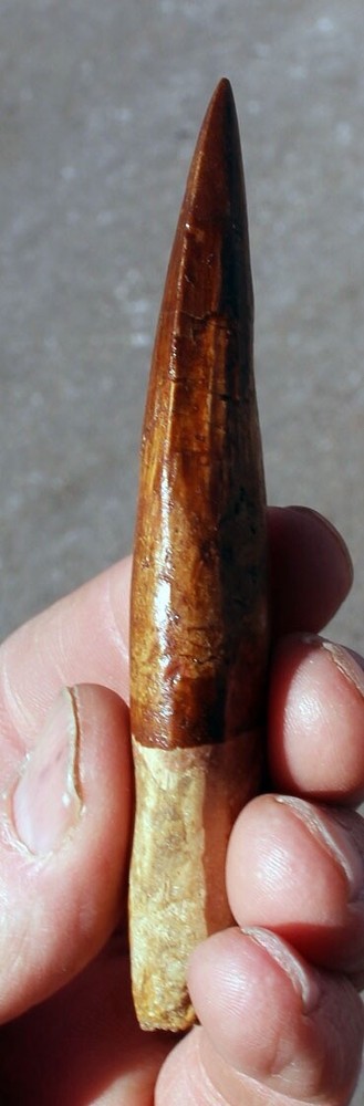 Authentic 4.0" Spinosaurus Tooth in Riker Mount