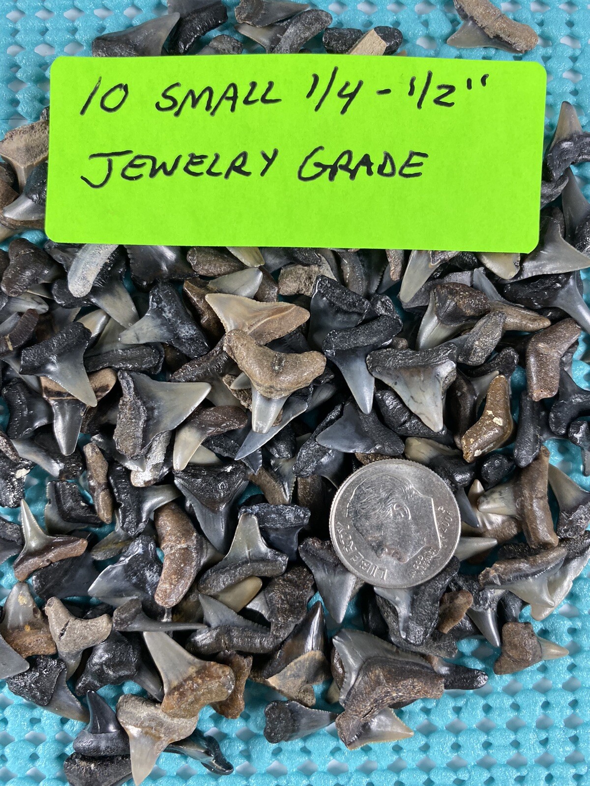 150 Piece Shark Teeth / Fossil Starter Kit From Venice Florida