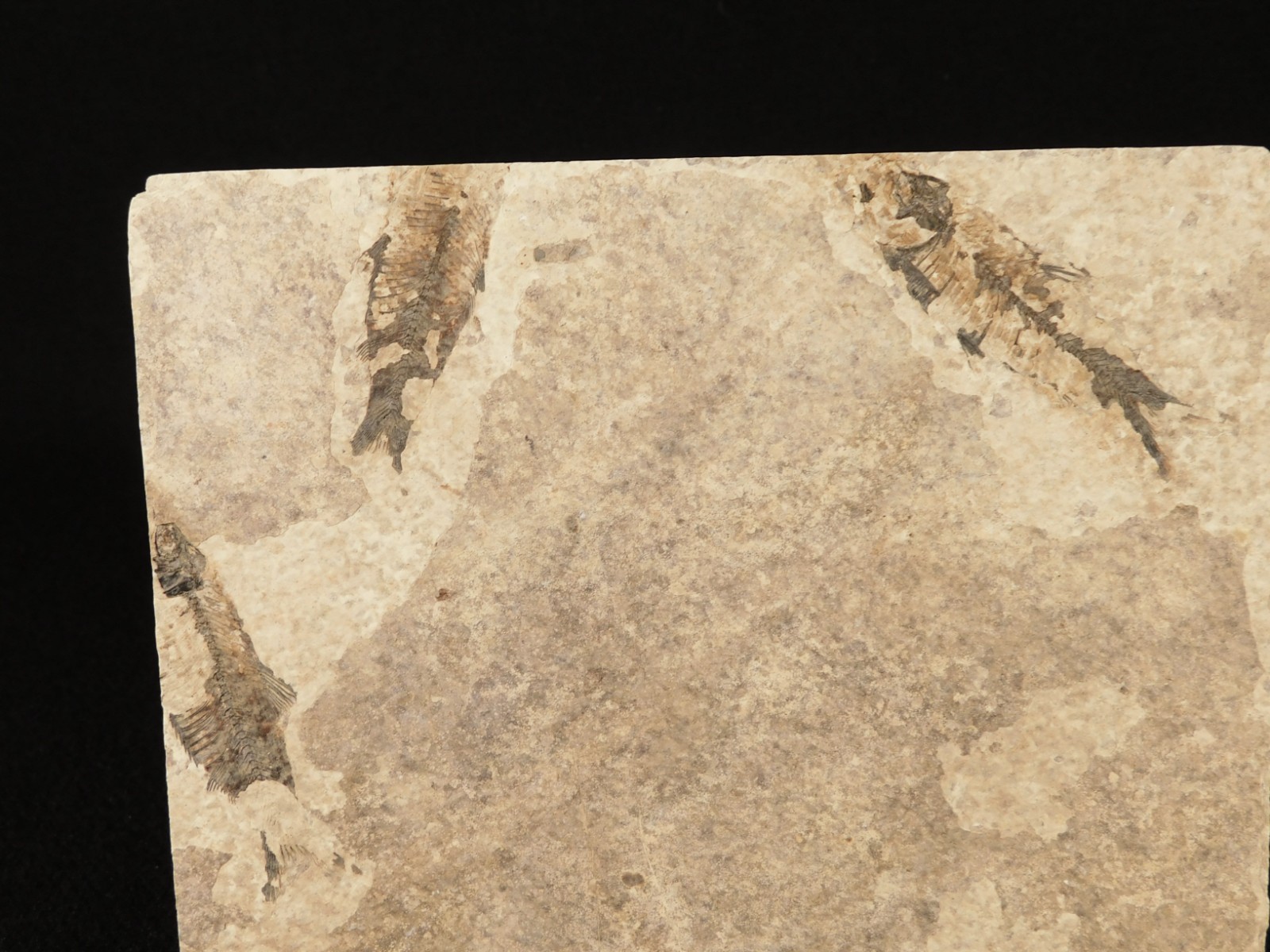 THREE! 50 Million Year Old Knightia FISH Fossils From Fossil LAKE Wyoming 355gr