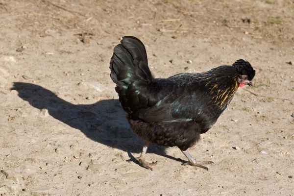 Shetland Hens (1 2) Fertile Hatching Eggs PLEASE READ DESCRIPTION