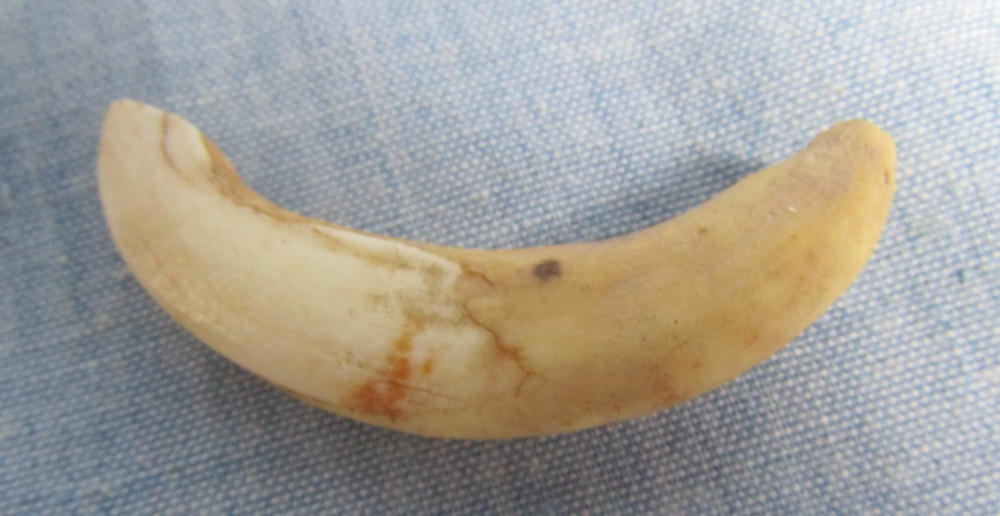 ANTIQUE WILD WART HOG TUSK TOOTH