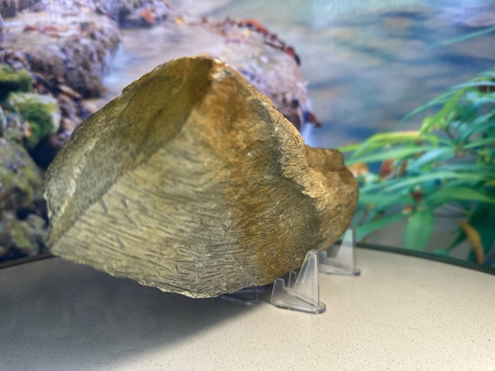 unique Petrified Palm Wood Slab