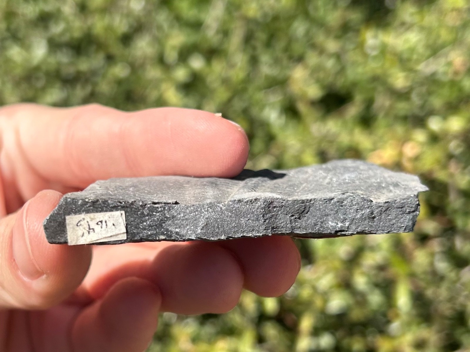 Washington Fossil Trilobite Metaline Formation Cambrian Bug in Matrix