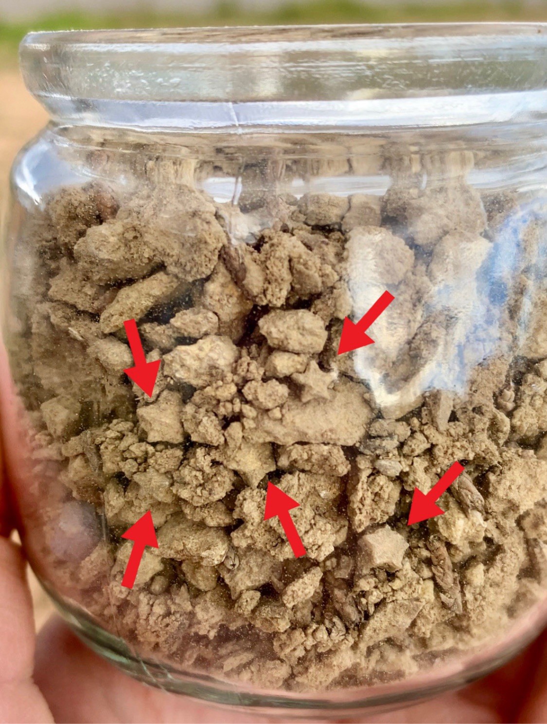 Crinoid Star Fossil Dig Jar