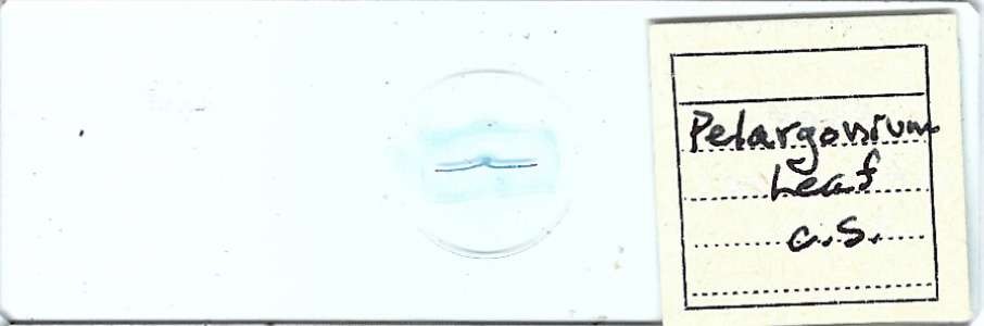 Pelargonium Stem c.s. Microscope Slide