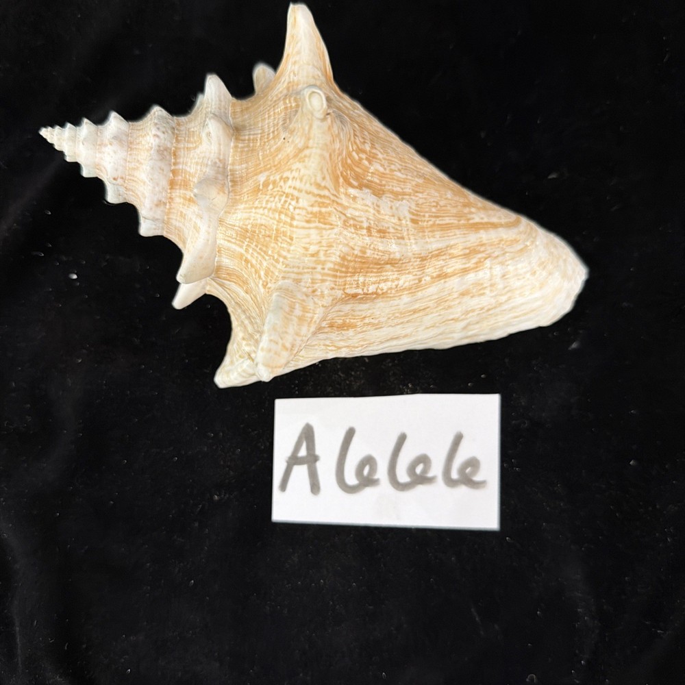 Queen Conch Shell 176.6mm No Collection Data (A666)