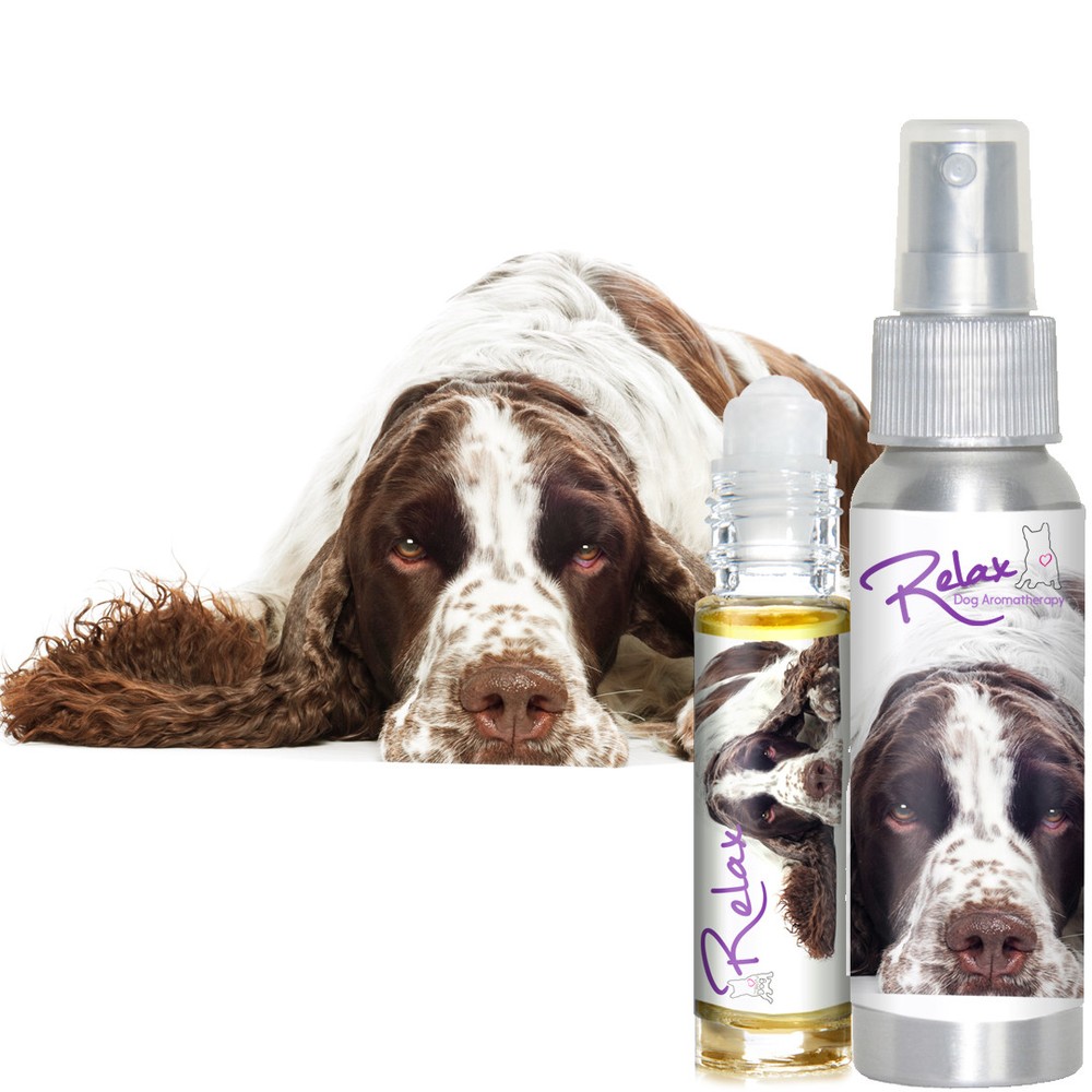 Is Your Springer Spaniel Afraid of Thunder? Fireworks? Try Relax Aromatherapy