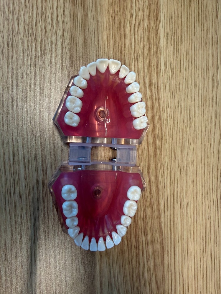 Dental Study Model Removable Teeth Soft Gum Typodont Student Practice Learning