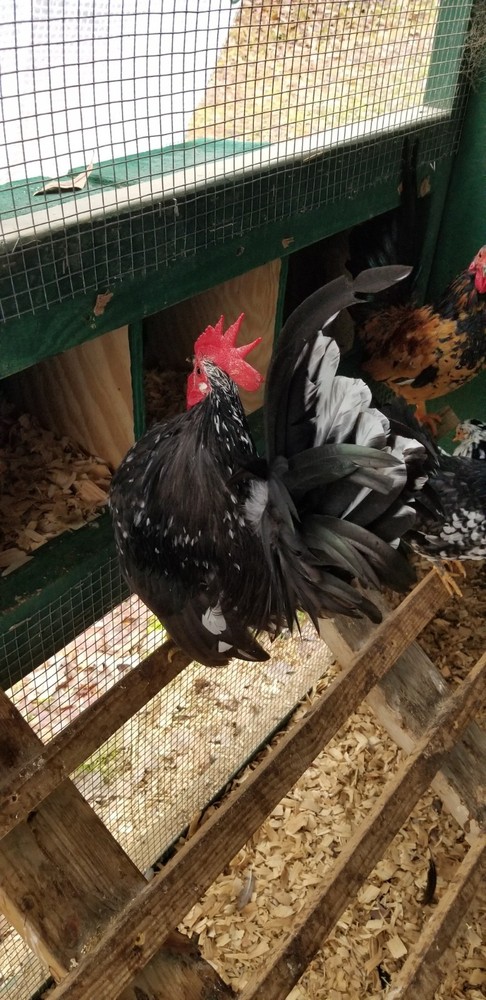 Serama Bantam Eggs. 1 Dozen + extras. Video NO RESERVE!!!