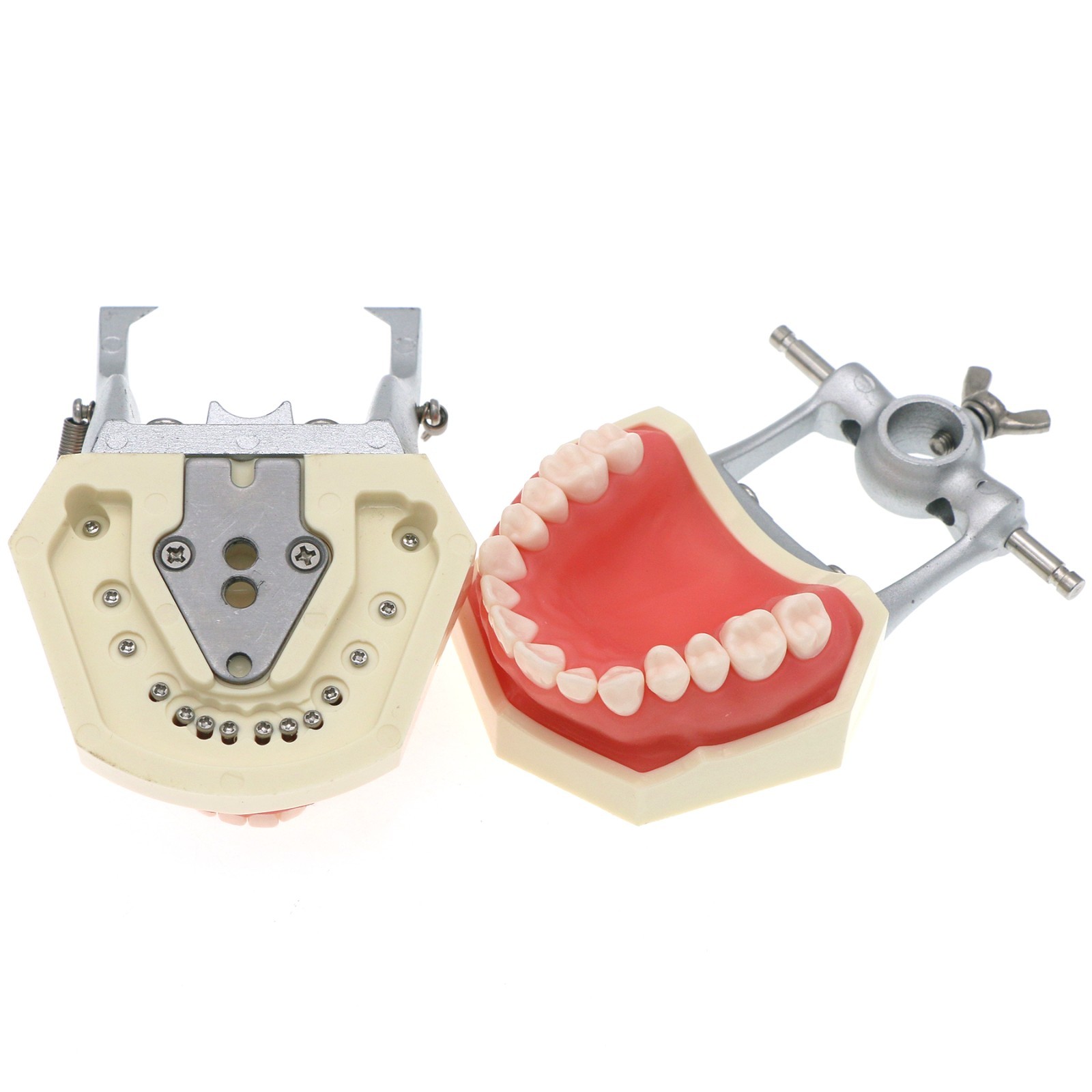 Fit Kilgore NISSIN 200/500 Type Dental Typodont Teeth Model With Removable Teeth