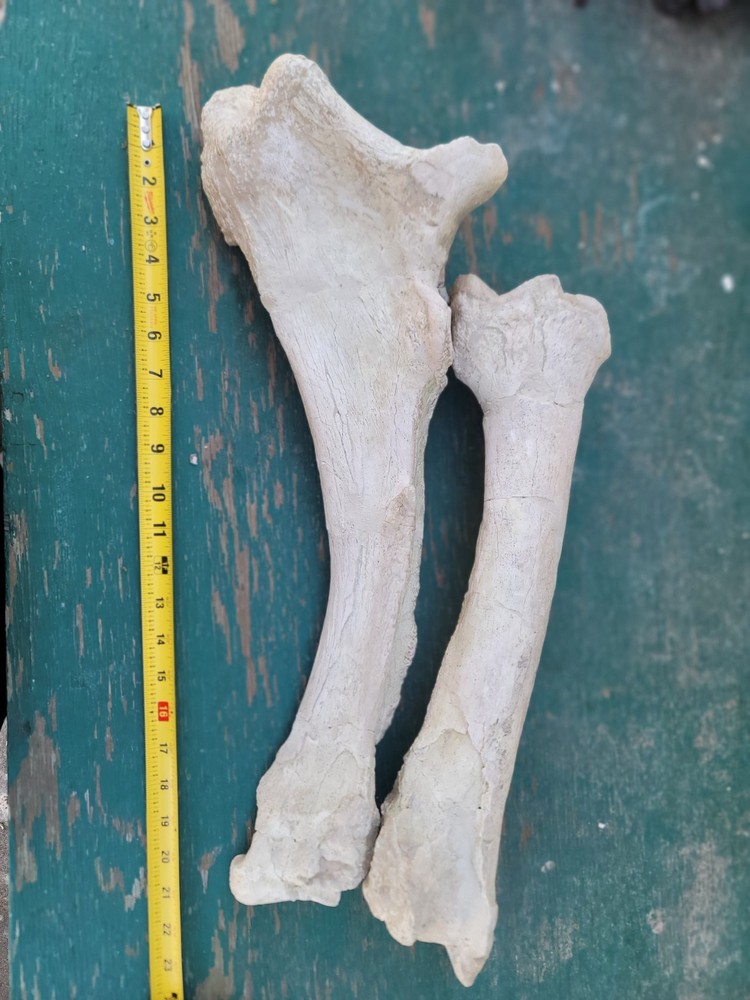 Titanothere Brontothere matched Radius and Ulna large leg bones complete example
