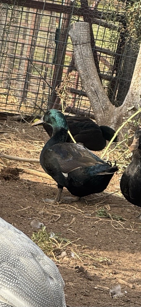 Fertile Cayuga Duck Hatching Eggs 12+ Pack