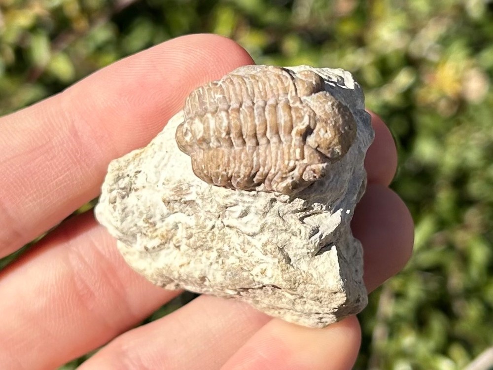 Oklahoma Fossil Trilobite Kainops invius Devonian Bug in Matrix