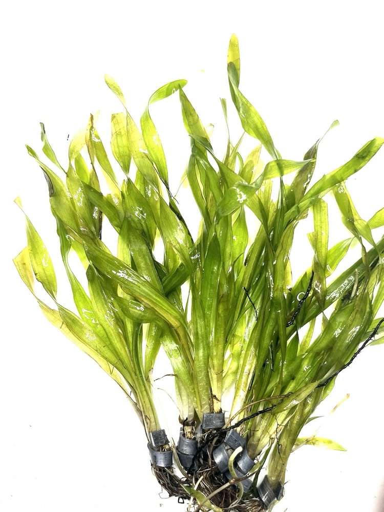 Aquatic Plants
