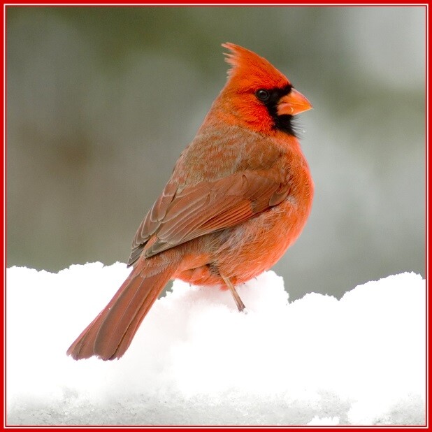 30 Custom Winter Cardinal Personalized Address Labels