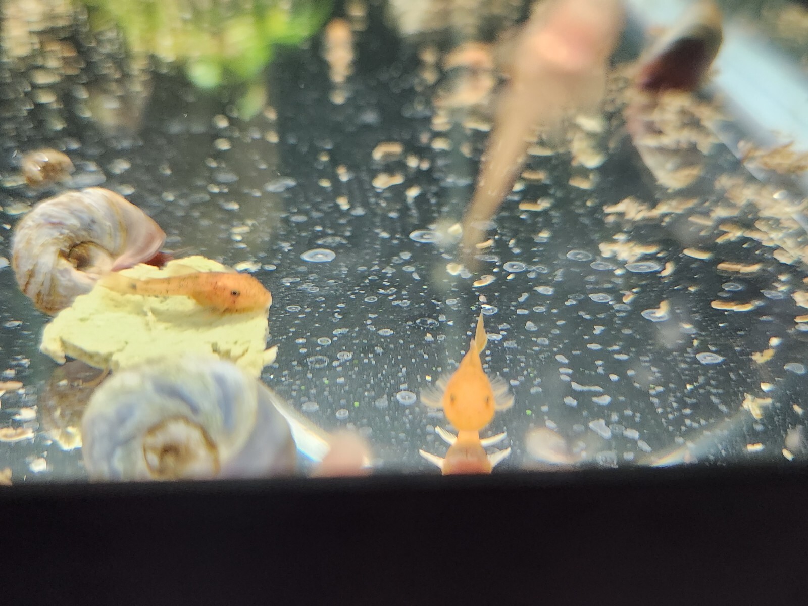 Small Freshwater Cleanup Crew – 2 Plecos, 20 Shrimp, 20 Snails - Algae Eaters