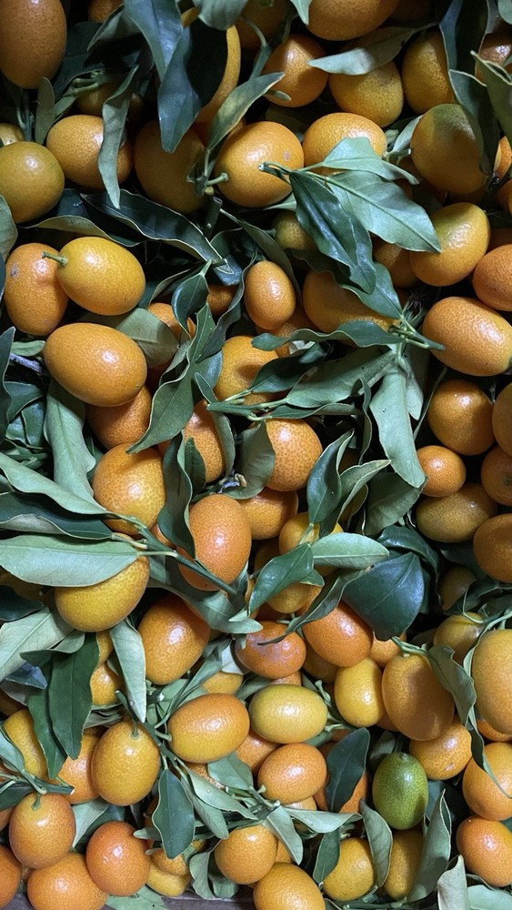 Fresh Kumquat Fruit 2LBS